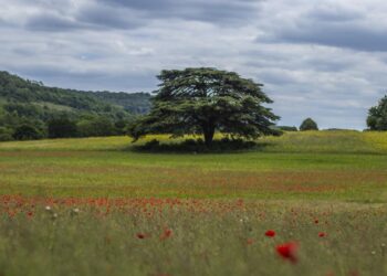 Mê hoặc vùng đất được mệnh danh “khu vườn của nước Anh”