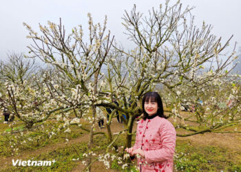 Mê mẩn với hoa mận nở trắng tinh khôi trên cao nguyên Mộc Châu