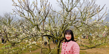 Mê mẩn với hoa mận nở trắng tinh khôi trên cao nguyên Mộc Châu