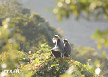 Đà Nẵng: Khám phá vẻ đẹp của loài voọc chà vá chân nâu trên bán đảo Sơn Trà