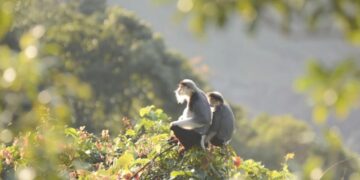 Đà Nẵng: Khám phá vẻ đẹp của loài voọc chà vá chân nâu trên bán đảo Sơn Trà