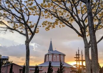 Phượng vàng nở hoa ở nhiều nơi tại Bảo Lộc