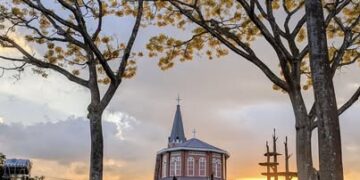 Phượng vàng nở hoa ở nhiều nơi tại Bảo Lộc