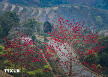 Đắm mình trong sắc đỏ rực rỡ của hoa gạo giữa núi đồi ở đèo Pha Đin