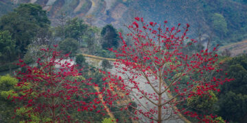 Đắm mình trong sắc đỏ rực rỡ của hoa gạo giữa núi đồi ở đèo Pha Đin