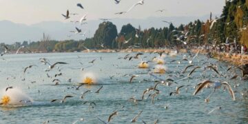 Ngắm hải âu tại hồ Điền Trì, ‘bản giao hưởng’ mùa đông xứ tỷ dân