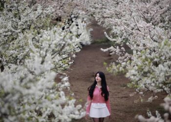 Đầu xuân, tới những miền hoa đẹp tựa như cổ tích ở vùng núi Tây Bắc