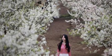 Đầu xuân, tới những miền hoa đẹp tựa như cổ tích ở vùng núi Tây Bắc