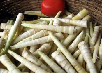 Thơm ngon ‘chồi rừng’ vùng Tây Bắc