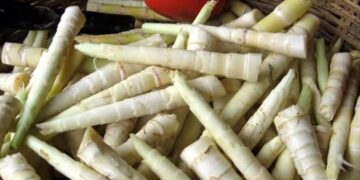 Thơm ngon ‘chồi rừng’ vùng Tây Bắc