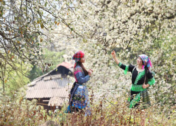 Nậm Nghiệp, mùa hoa sơn tra nở rộ