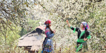 Nậm Nghiệp, mùa hoa sơn tra nở rộ