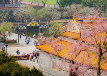 Mê mẩn sắc hoa ngô đồng nở hồng trời ở Hoàng cung Huế