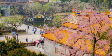 Mê mẩn sắc hoa ngô đồng nở hồng trời ở Hoàng cung Huế