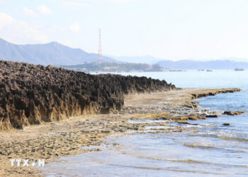 Ninh Thuận: Khám phá vẻ đẹp quần thể san hô hóa thạch ở Hòn Đỏ