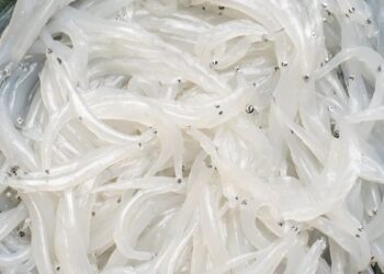 Mùa cá ngần đến rồi, hãy vào bếp chế biến ngay 4 món ngon từ sản vật này