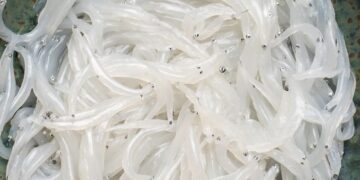 Mùa cá ngần đến rồi, hãy vào bếp chế biến ngay 4 món ngon từ sản vật này