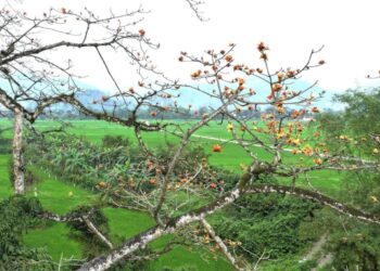 Ngắm hoa gạo màu cam trên ‘cây di sản Việt Nam’ đầu tiên ở Quảng Bình