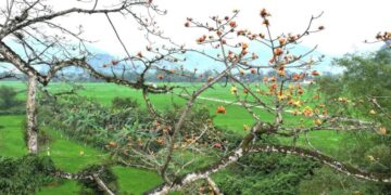 Ngắm hoa gạo màu cam trên ‘cây di sản Việt Nam’ đầu tiên ở Quảng Bình