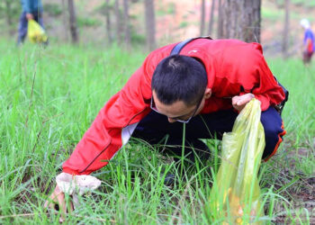 Trải nghiệm hái nấm dưới rừng thông Đà Lạt