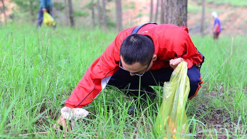 Trải nghiệm hái nấm dưới rừng thông Đà Lạt