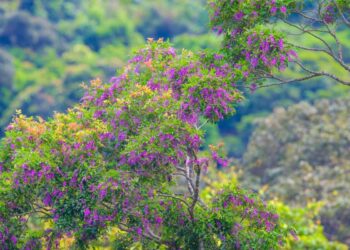 Vẻ đẹp quyến rũ của hoa tím thàn mát trên bán đảo Sơn Trà
