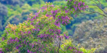 Vẻ đẹp quyến rũ của hoa tím thàn mát trên bán đảo Sơn Trà