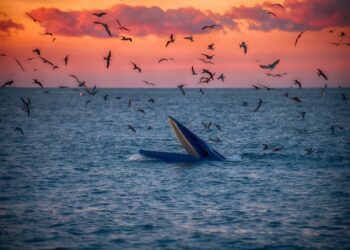 Mãn nhãn cảnh cá voi săn mồi dưới ánh bình minh ở Gia Lai