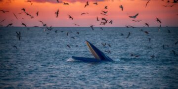 Mãn nhãn cảnh cá voi săn mồi dưới ánh bình minh ở Gia Lai