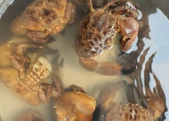 Bữa cù kỳ với người nuôi biển