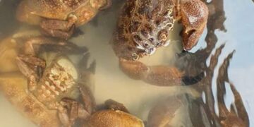 Bữa cù kỳ với người nuôi biển