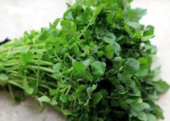 Hai loại cải dân dã nhỏ bé mà độ ngon bổ mạnh vô song