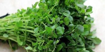 Hai loại cải dân dã nhỏ bé mà độ ngon bổ mạnh vô song