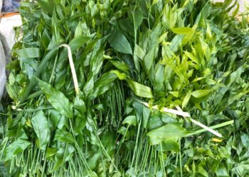 Sổ tay 8 loại rau rừng đặc sắc của người sành ăn