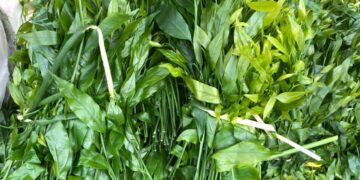 Sổ tay 8 loại rau rừng đặc sắc của người sành ăn