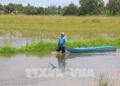Bình yên trên những cánh đồng chớm lũ ở Cần Thơ