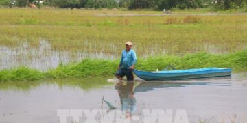 Bình yên trên những cánh đồng chớm lũ ở Cần Thơ