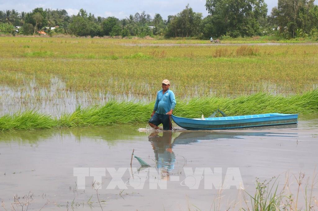 Bình yên trên những cánh đồng chớm lũ ở Cần Thơ