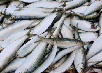 Nhiều người thích ăn cá nhỏ hơn cá lớn vì lý do này