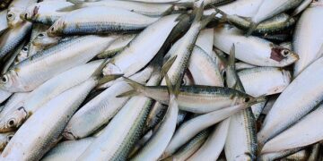 Nhiều người thích ăn cá nhỏ hơn cá lớn vì lý do này