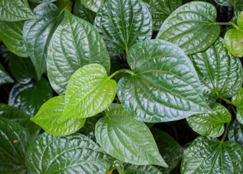 Những loại rau bét bảng ở Việt Nam nhưng nhất hạng ở nước ngoài