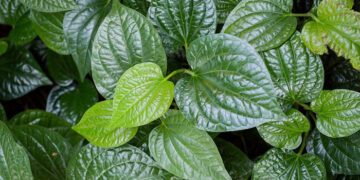 Những loại rau bét bảng ở Việt Nam nhưng nhất hạng ở nước ngoài