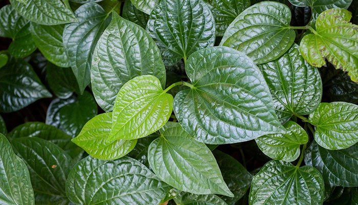 Những loại rau bét bảng ở Việt Nam nhưng nhất hạng ở nước ngoài