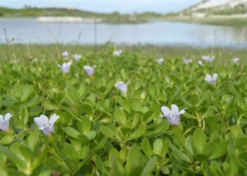 Loại rau giá đắt và bổ dưỡng hơn cả thịt heo