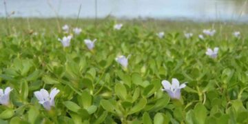 Loại rau giá đắt và bổ dưỡng hơn cả thịt heo