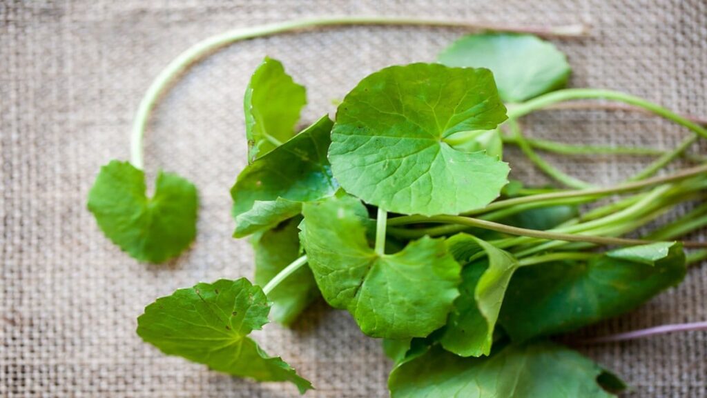 Những loại rau giúp thanh lọc, nhẹ nhõm thân tâm