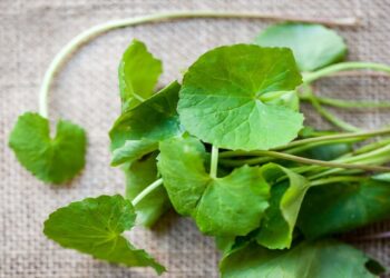 Những loại rau giúp thanh lọc, nhẹ nhõm thân tâm