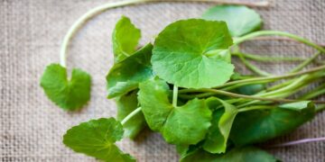 Những loại rau giúp thanh lọc, nhẹ nhõm thân tâm