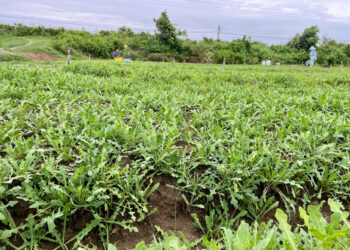 Rau sa sâm – báu vật xanh của ẩm thực Việt