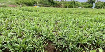 Rau sa sâm – báu vật xanh của ẩm thực Việt